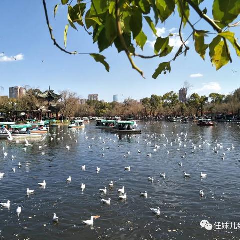 追 寻 海 鸥，追 逐 阳 光—— 2017昆明、版纳、元阳行（云上重游）