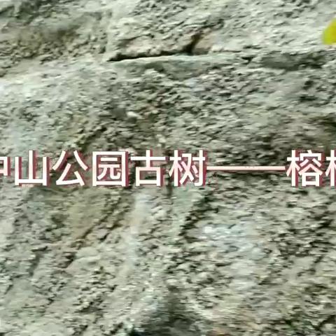 保护古树 发挥少年力量