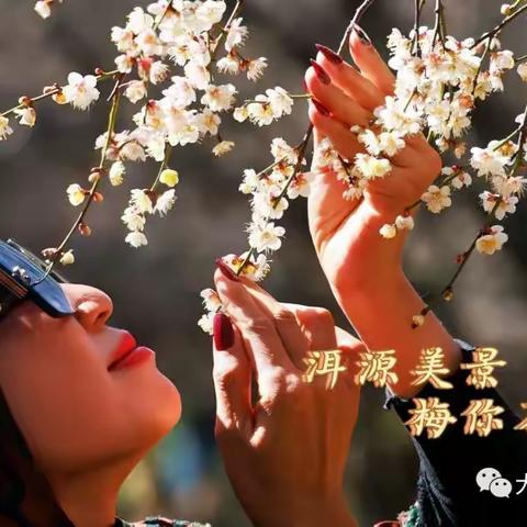 遇见“梅”好｜洱源梅花开，美景自然来！