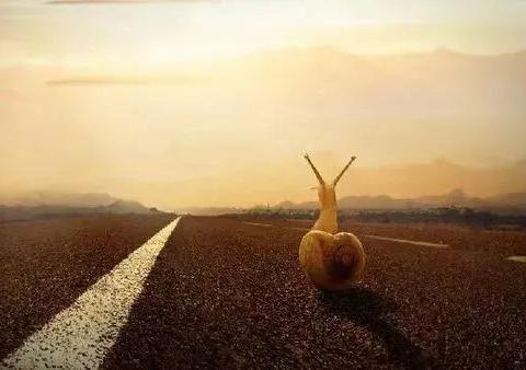 老屋那棵黄连树(转至诗歌万盛)