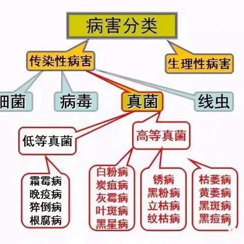 顺口溜来了！蔬菜真菌、细菌、病毒性病害快速识别（附防治药剂）