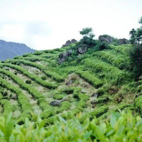 沐川-天然柴火传统手工富硒茶