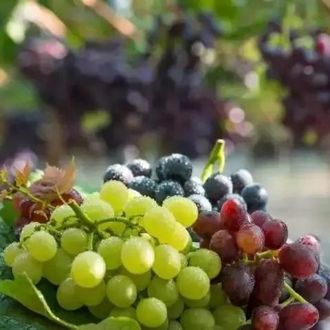 6大“不重视”,害惨了你的葡萄？！