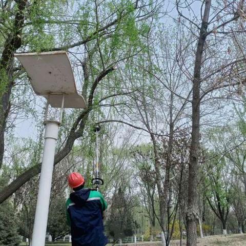 宝石花物业库车项目  树木整形修剪正当时