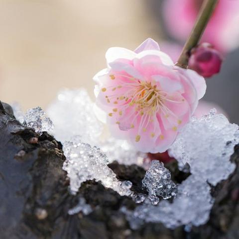 梅兰竹菊图送给你