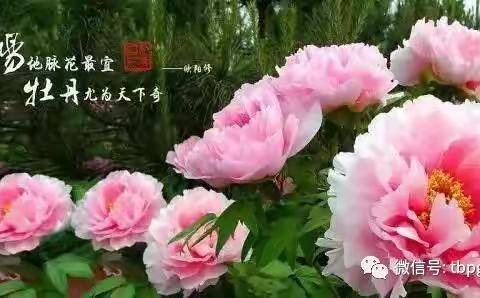 转发朋友圈，洛阳牡丹享受特价游100元