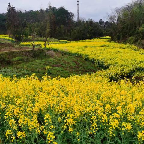 相约春天    徽识润土