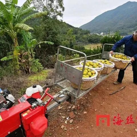 厉害了，这家芦柑园通了“小火车”！