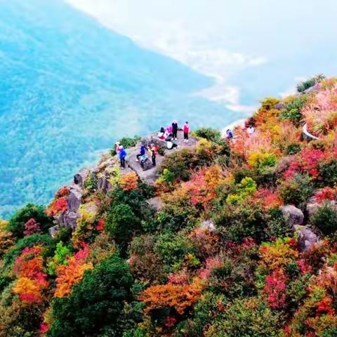 杜鹃花似海  芹山留异香