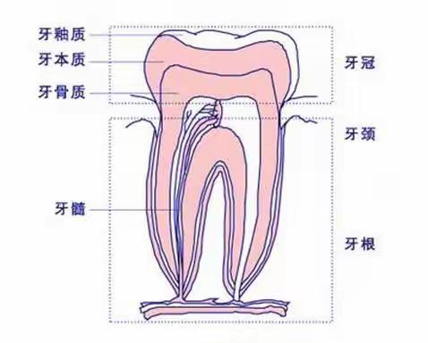 看牙拍牙片到底是为了啥？！