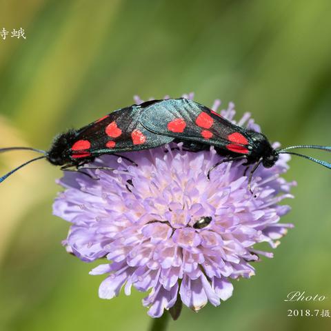 从一个疑似消失的物种—红五点斑蛾（Zygaena niphona）的寻觅说起