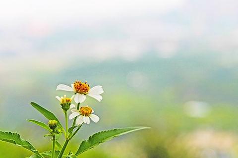 2020清明节致敬！让我们一起在网上祭奠英烈