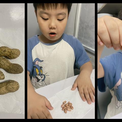 神奇的水培花生🥜