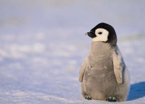 你几月出生，就是什么动物！准！