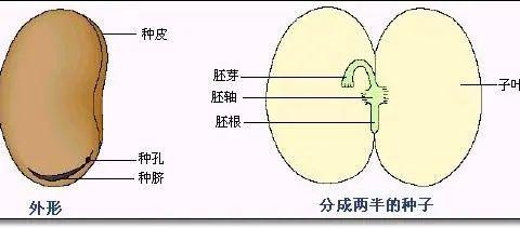 教科版科学四年级下册单元知识点（图文版）