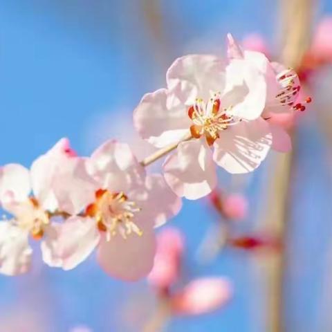 春风、春雨、春花，春色美！