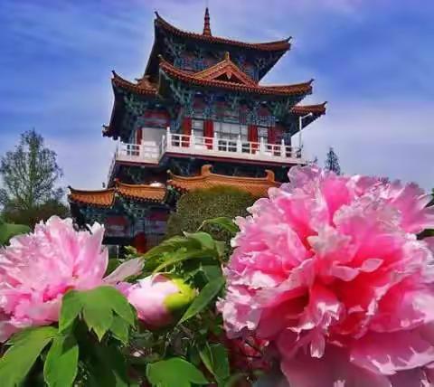 神都洛阳，牡丹花开