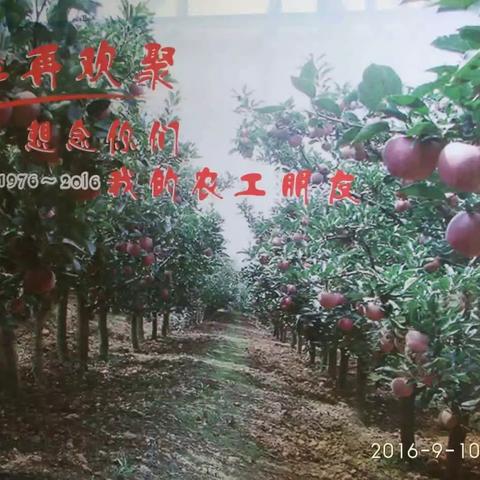 追忆青春的盛宴