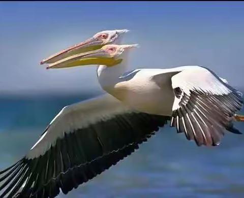 百年难得一见的奇鸟，真的太罕见了，见者福寿与天齐