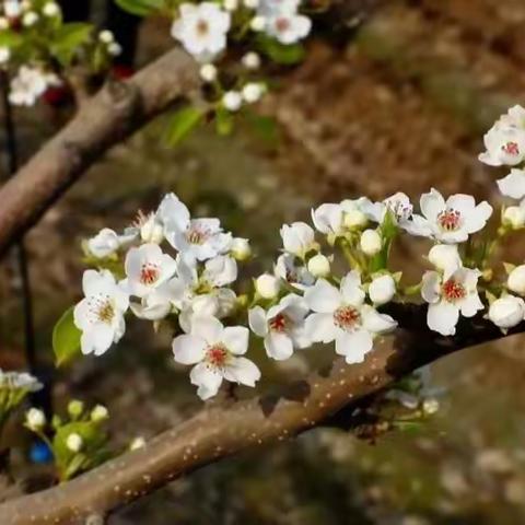 河北南宫：梨花满园果农忙