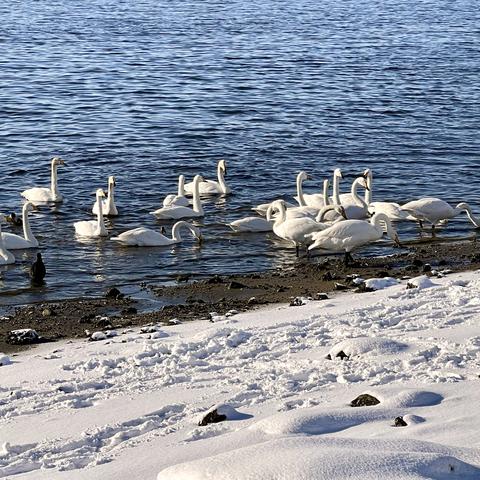 荣成天鹅季（2022.10-2023.3）二  雪中情