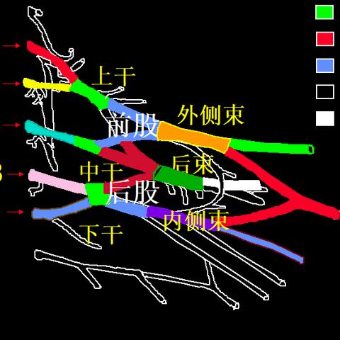 臂丛神经损伤的解剖诊断与评估