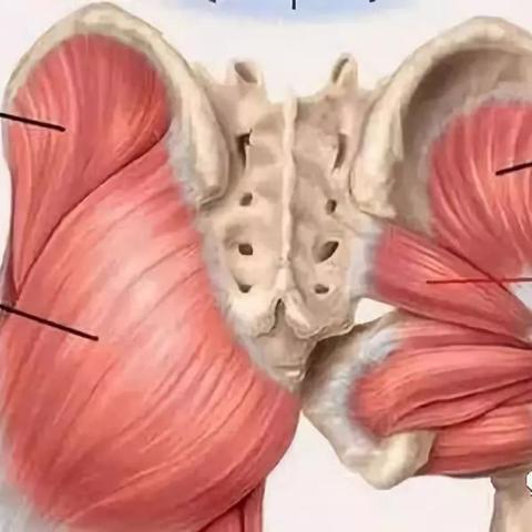 臀大肌损伤与针刀治疗