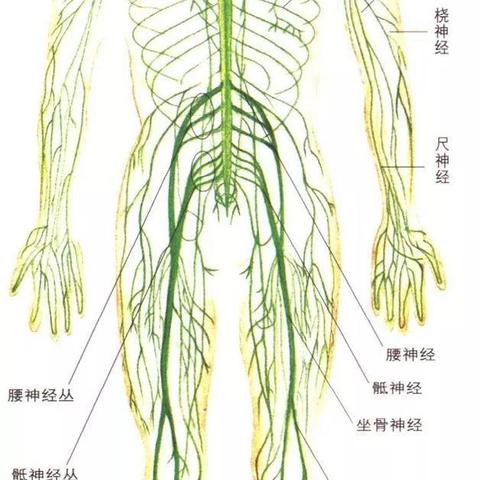 颈部肩上肢神经阻滞操作规范