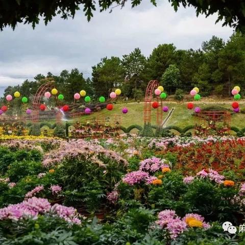 踏青五脑山 茶花、杜鹃花一日游！