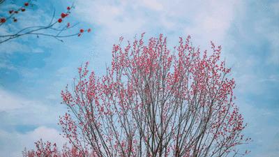 许家营夏黑红提克伦生的美篇