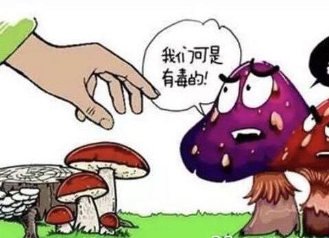 珍爱生命，远离野生蘑菇