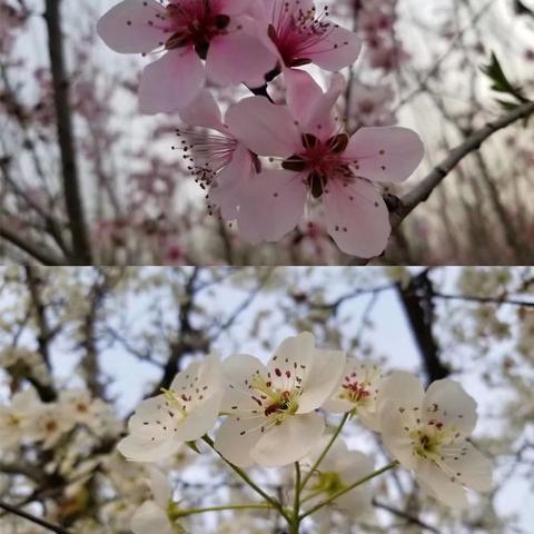 最是一年春好处，琅琊教研正当时                            ——临沂市初中英语教学与评价研讨会 - 美篇