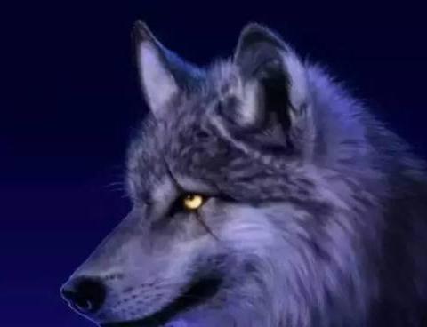 狼若回头，必有理由！