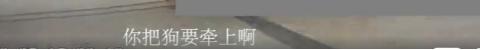 小区业主遛犬不拴绳，警方：罚款3050元，狗没收