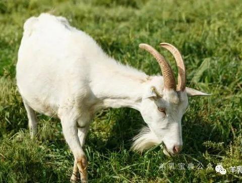 吉羊为祥——羊奶喝出祥和安泰 身康体健
