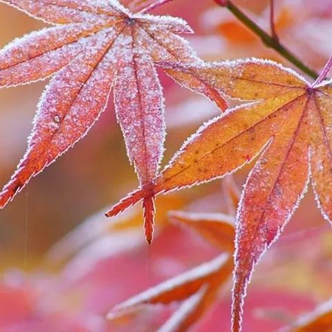 二十四节气--霜降