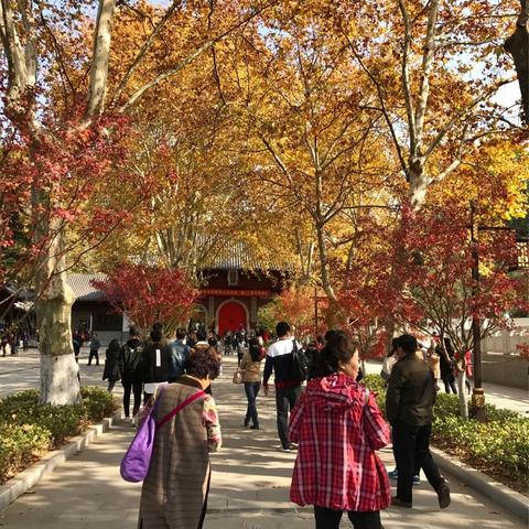 南京市的秋色-2019.11 - 美篇