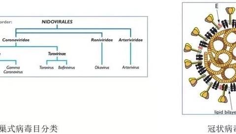 晨曦教育关于新型冠状病毒致家长的一封信 - 美篇