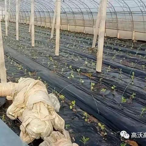 史上最全的闷棚方案！大棚种植户看过来