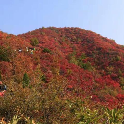 层林尽染王屋山