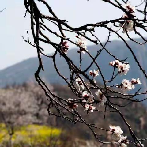 《蝶恋花—尖山》