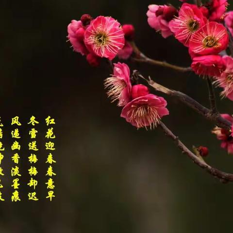 《梅花三弄》