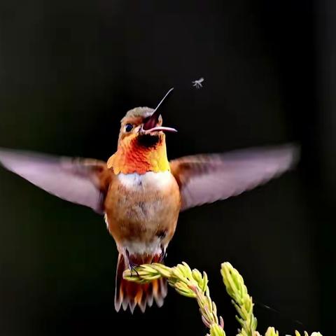 2018年5月華藝雙月賽獲獎作品欣賞