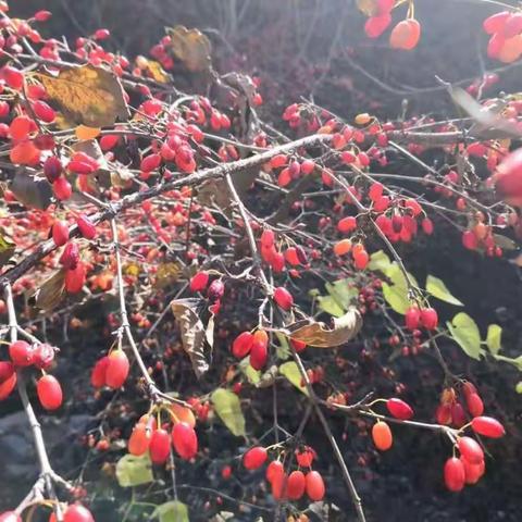 中村镇山茱萸喜获丰收