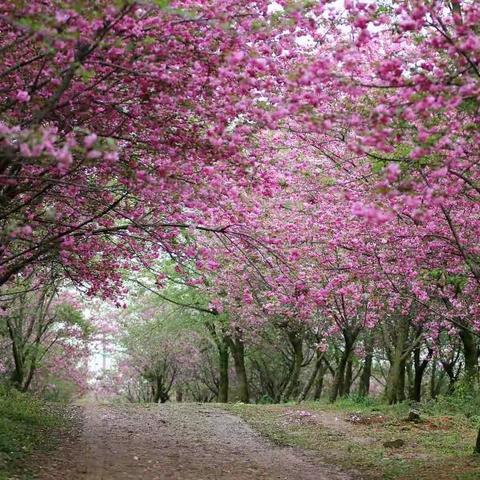 三月三贵州赏花