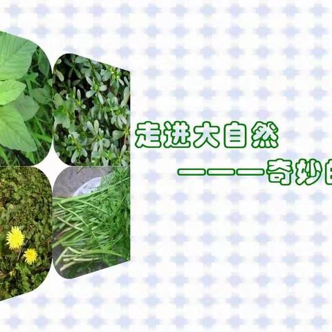 五里川镇中心小学综合实践活动：走进大自然——奇妙的草