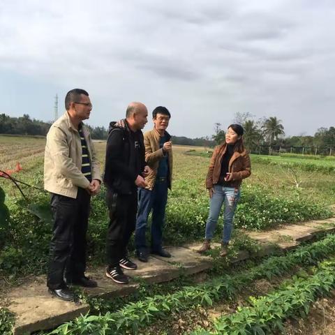 应对龙塘镇蔬菜滞销网络舆情，菜篮子集团及时“出手”