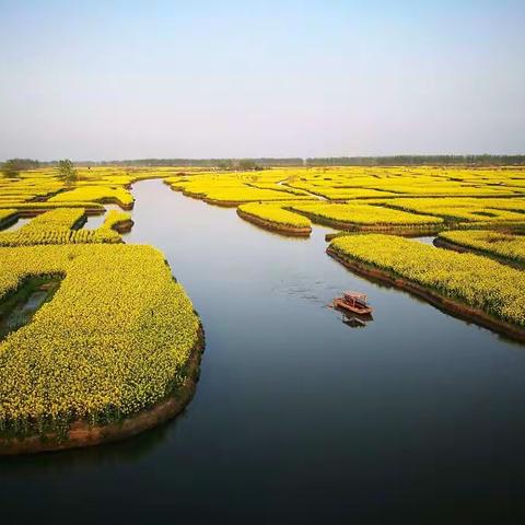 兴化自驾游——千垛菜花和水上森林（2018.4.2—4.3）