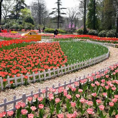 花海------郁金香🌷