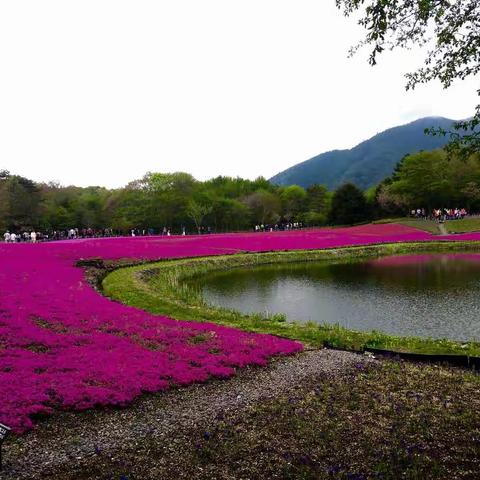 一年一度的富士山草地樱花祭